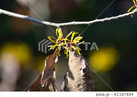 マンサクの花 62187894