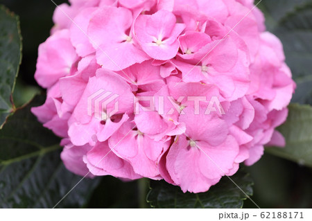 hydrangeas flowers in the garden at hong kong hydrangeas flowers in the garden at hong kong 62188171