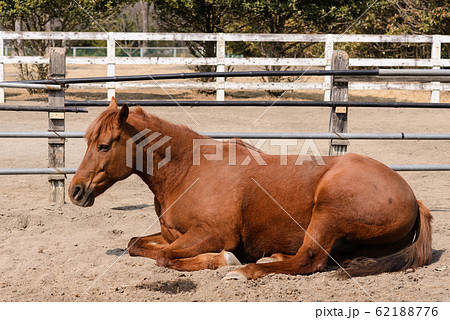 座って休む馬の写真素材 [62188776] - PIXTA