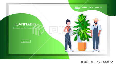 farmers couple watering cannabis industrial hemp plantation growing marijuana plant in pot drug consumption agribusiness concept horizontal copy space full length vector illustration farmers couple watering cannabis industrial hemp plantation growing marijuana plant in pot drug consumption agribusiness concept horizontal copy space full length vector illustration 62188872