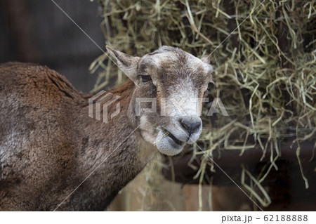 ヒマラヤタール 62188888