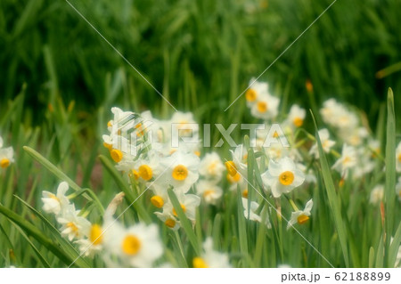 球根の花:スイセン:水仙:早春 球根の花:スイセン:水仙:早春 62188899