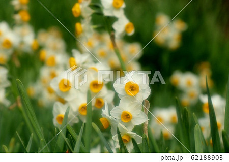球根の花:スイセン:水仙:早春 球根の花:スイセン:水仙:早春 62188903