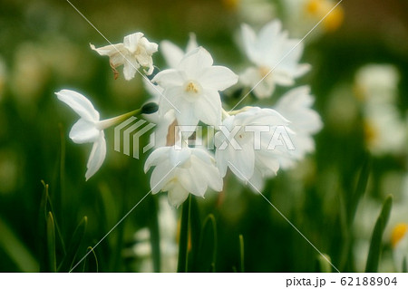 球根の花:スイセン:水仙:早春 球根の花:スイセン:水仙:早春 62188904
