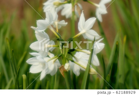 球根の花:スイセン:水仙:早春 球根の花:スイセン:水仙:早春 62188929