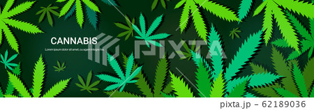 cannabis or marijuana leaves background drug consumption concept horizontal copy space 62189036