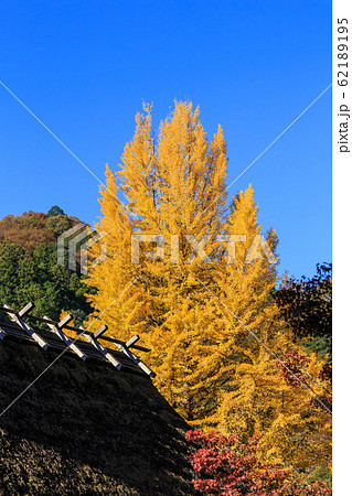 早朝の紅葉 愛知県香嵐渓 早朝の紅葉 愛知県香嵐渓 62189195