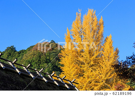 早朝の紅葉 愛知県香嵐渓 早朝の紅葉 愛知県香嵐渓 62189196