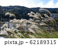熱海線路沿いのススキ 62189315