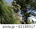 丘の上のススキ 62189317