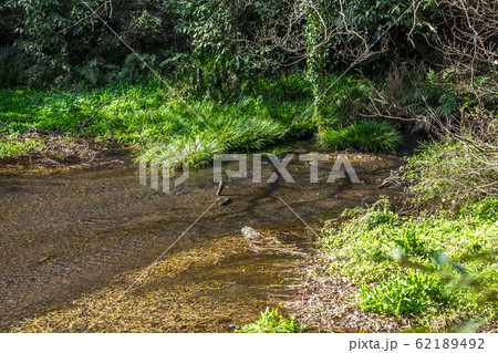 静岡県 柿田川公園 静岡県 柿田川公園 62189492