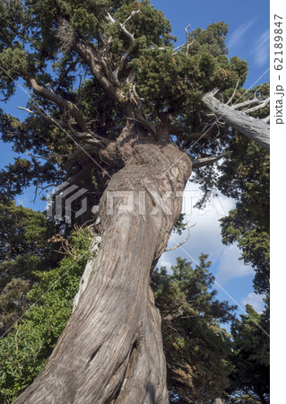 西伊豆 大瀬崎 ビャクシン樹林 西伊豆 大瀬崎 ビャクシン樹林 62189847