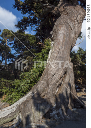 西伊豆 大瀬崎 ビャクシン樹林 西伊豆 大瀬崎 ビャクシン樹林 62189848