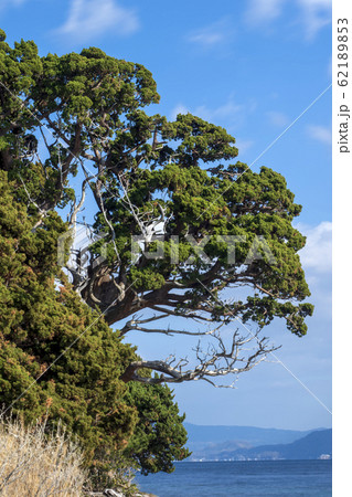 西伊豆 大瀬崎 ビャクシン樹林 西伊豆 大瀬崎 ビャクシン樹林 62189853