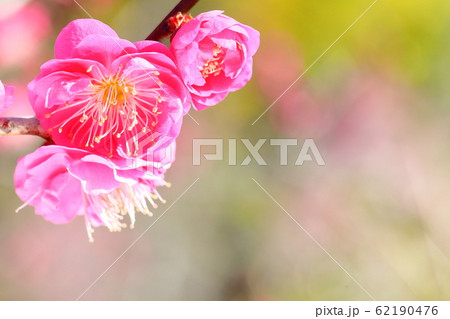 梅園の梅 62190476