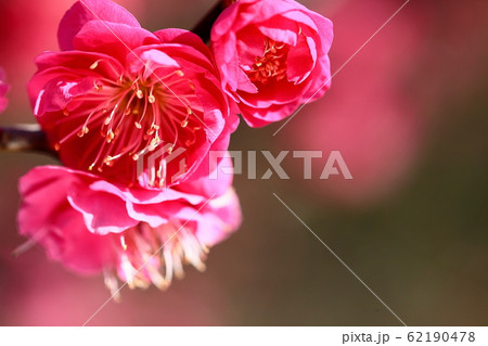 梅園の梅 62190478