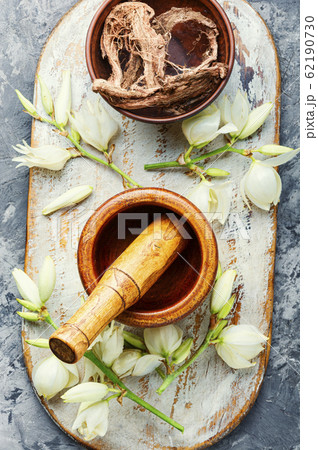 Yucca flowers in medicine. 62190730