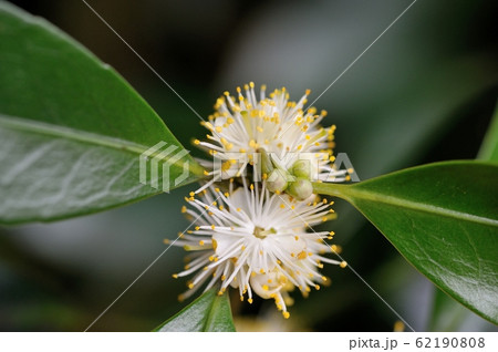 クロキの花 クロキの花 62190808