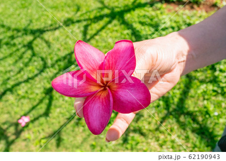 ハワイ プルメリア 62190943