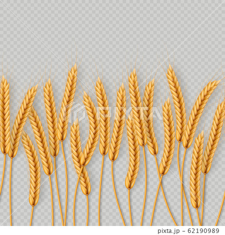 Bunch of wheat ears, dried whole grains seamless realistic illustration isolated on transparent background. Bakery object template. EPS 10 Bunch of wheat ears, dried whole grains seamless realistic illustration isolated on transparent background. Bakery object template. EPS 10 62190989