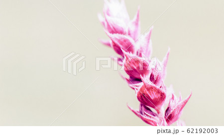 floral background magenta meadow plant sprig 62192003