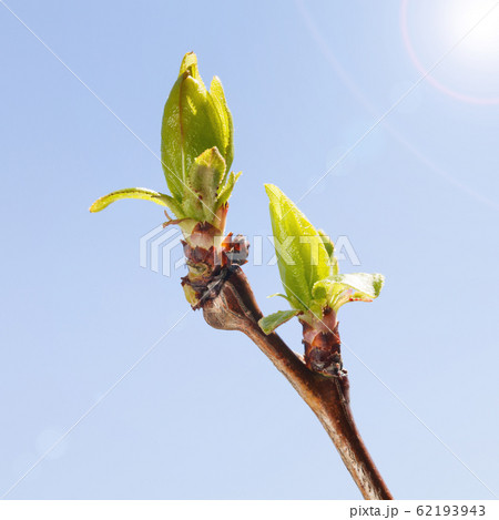 Sun and leaf bud Sun and leaf bud 62193943