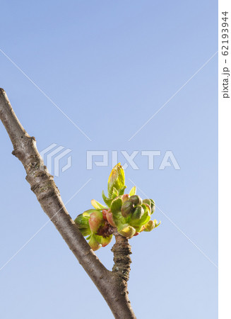 Burst cherry bud Burst cherry bud 62193944