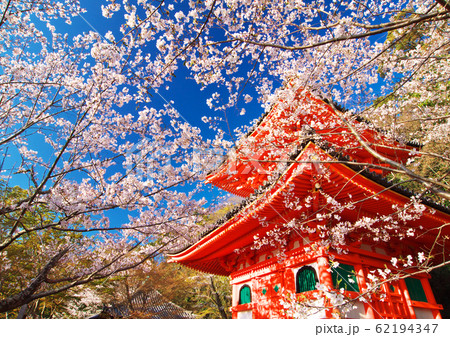 紀三井寺桜の写真素材