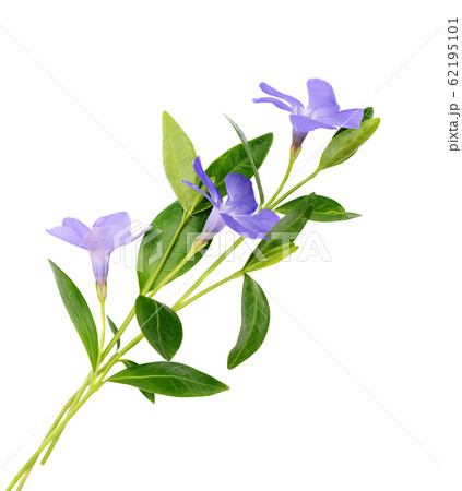 Periwinkle flowers 62195101