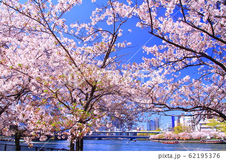 天満橋(大阪市 北区)大川沿いの桜並木 天満橋(大阪市 北区)大川沿いの桜並木 62195376