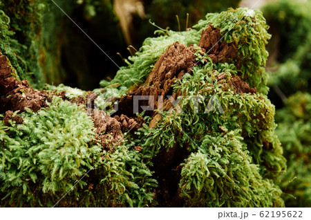 Very green fresh Prairie Sphagnum moss growing on stone 62195622