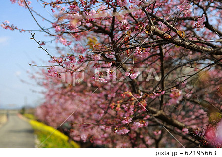 河津桜 河津桜 62195663