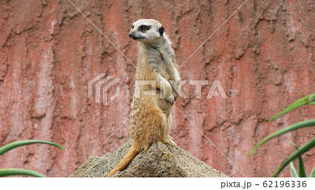 ミーアキャット 62196336