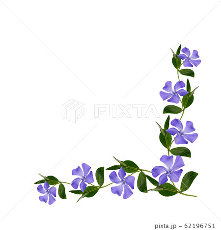 Periwinkle flowers line in a corner 62196751