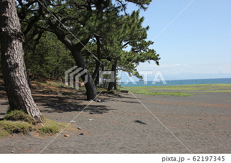 海と松の木　　日本新三景　～三保の松原～ 62197345