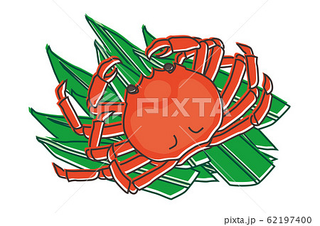 松葉カニ crab 松葉カニ crab 62197400