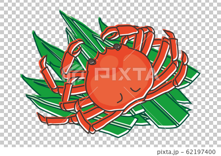 松葉カニ crab 松葉カニ crab 62197400