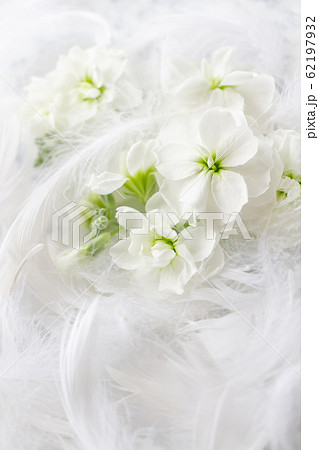 白い花と柔らかな羽 背景 画像の写真素材