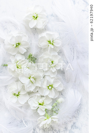 白い花と柔らかな羽 背景 画像の写真素材