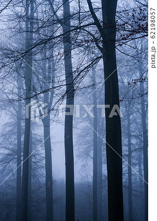 霧の中の木立 62198057