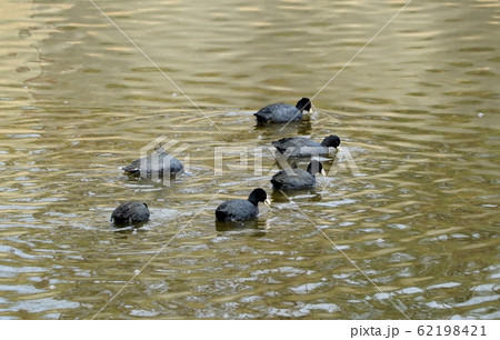 水辺の鳥：オオバン：川 62198421