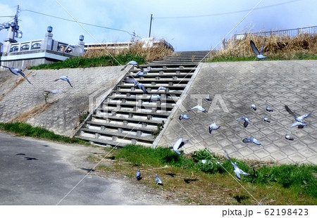 鳩：ハト：群：河川敷 62198423