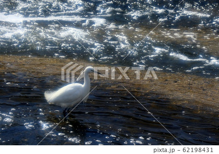 水辺の鳥:コサギ:川 水辺の鳥:コサギ:川 62198431