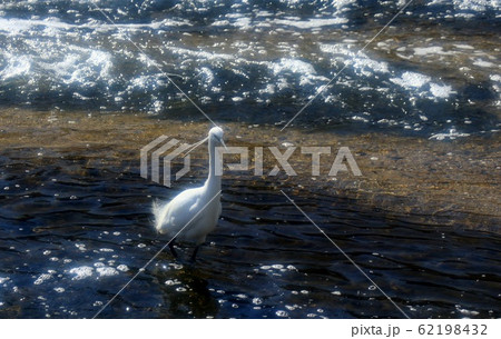 水辺の鳥:コサギ:川 水辺の鳥:コサギ:川 62198432
