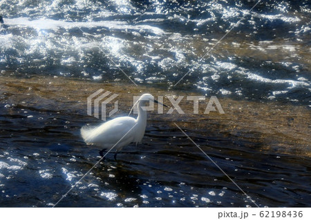 水辺の鳥：コサギ：川 62198436