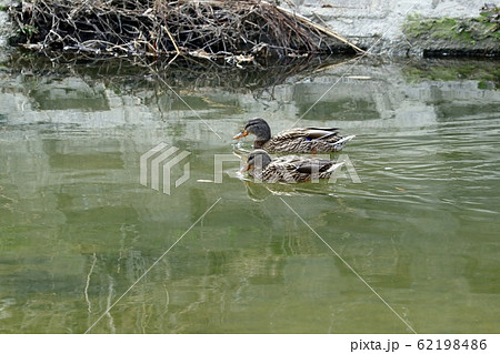 水辺の鳥：マガモ：川 62198486