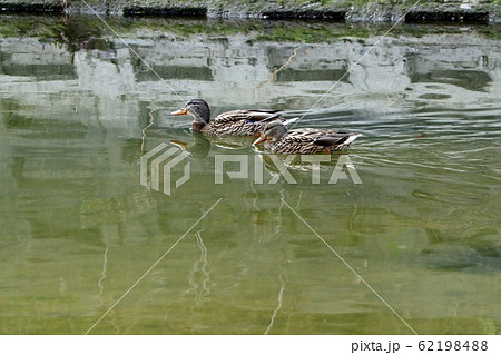 水辺の鳥：マガモ：川 62198488