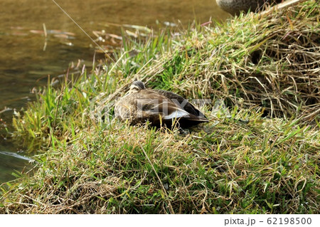 水辺の鳥：マガモ：川 62198500