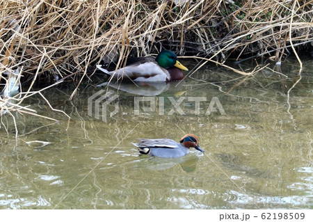 水辺の鳥：コガモ＆マガモ：川 62198509