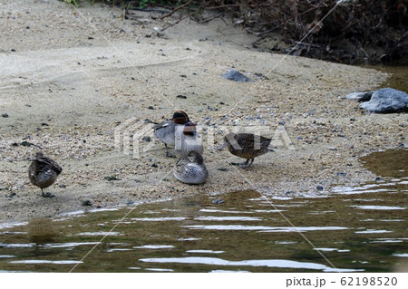 水辺の鳥：コガモ：川 62198520